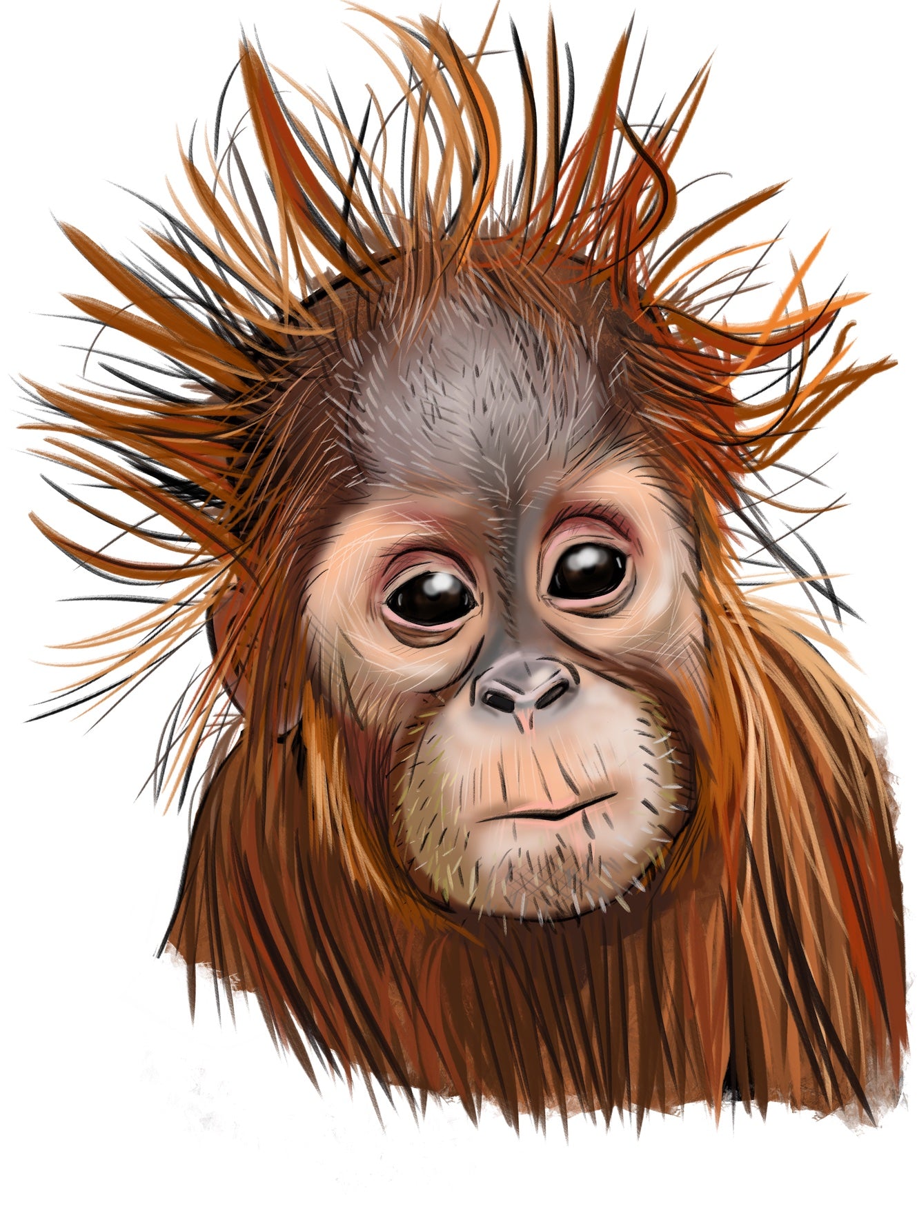 Baby Orangutan