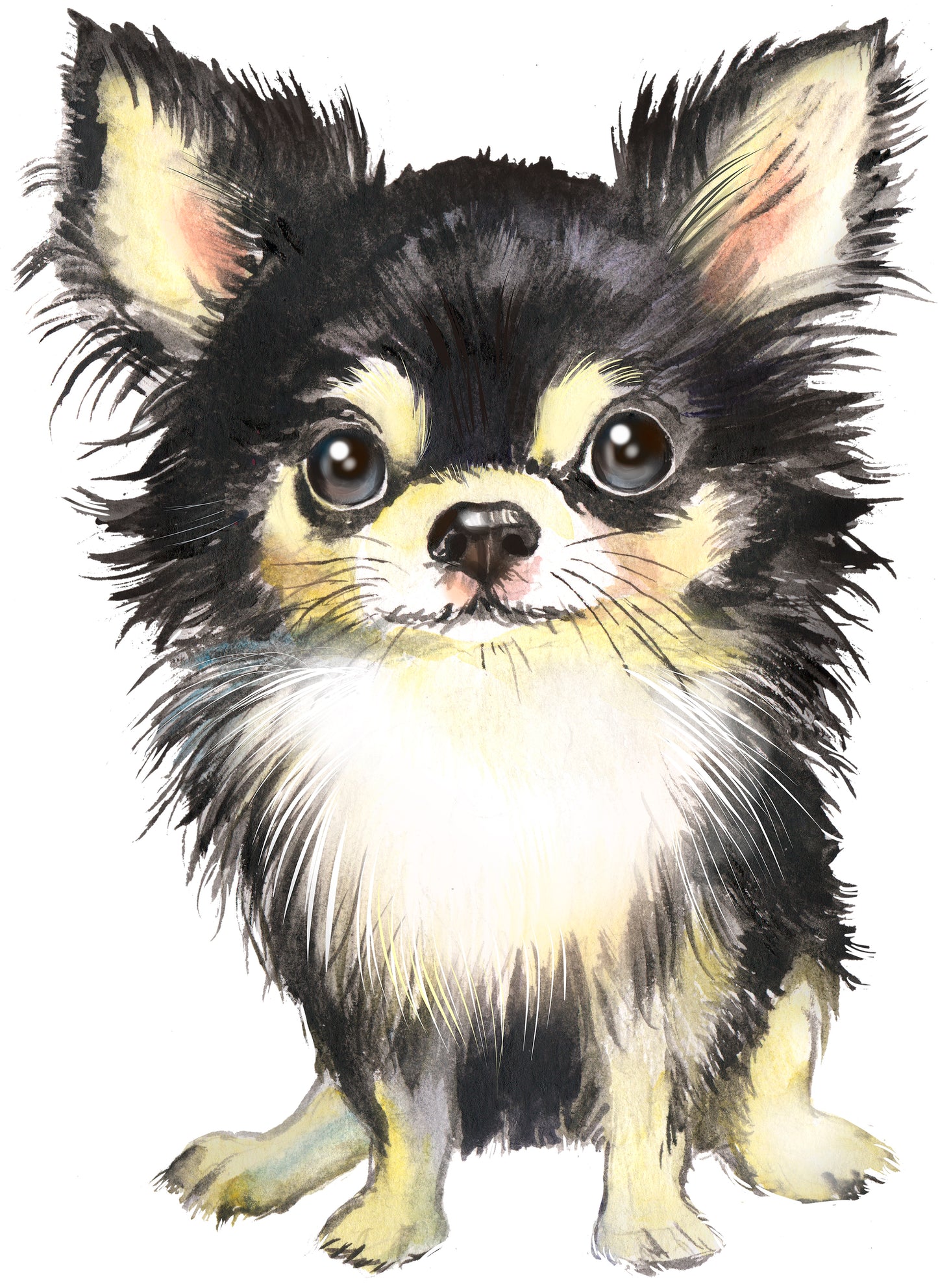 Chihuahua