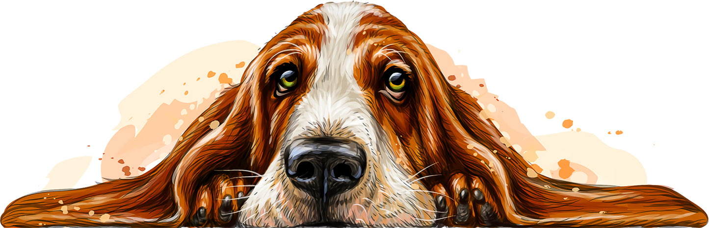 Basset Hund