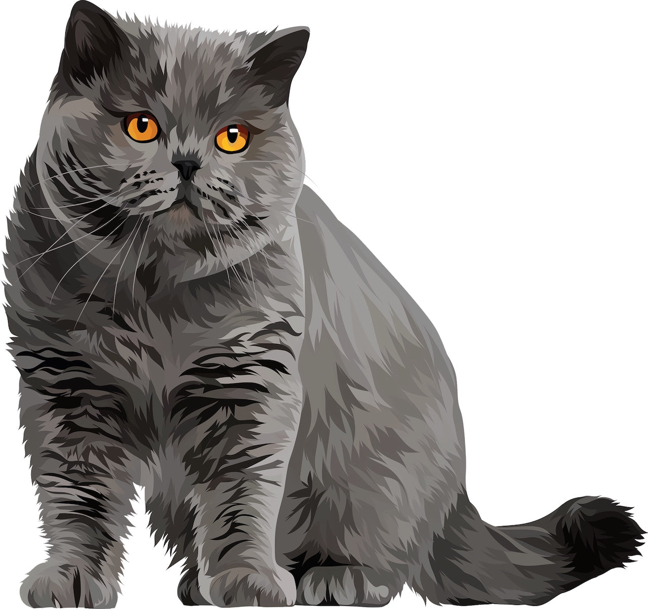 Britisch Kurzhaar Katze