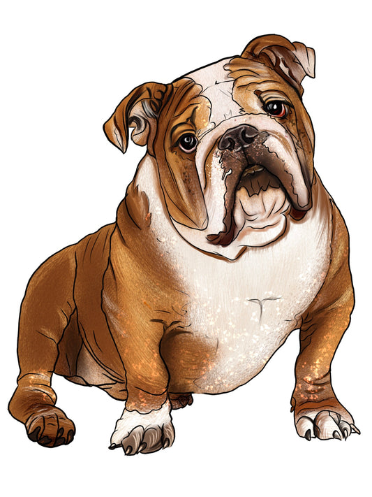 Englische Bulldogge